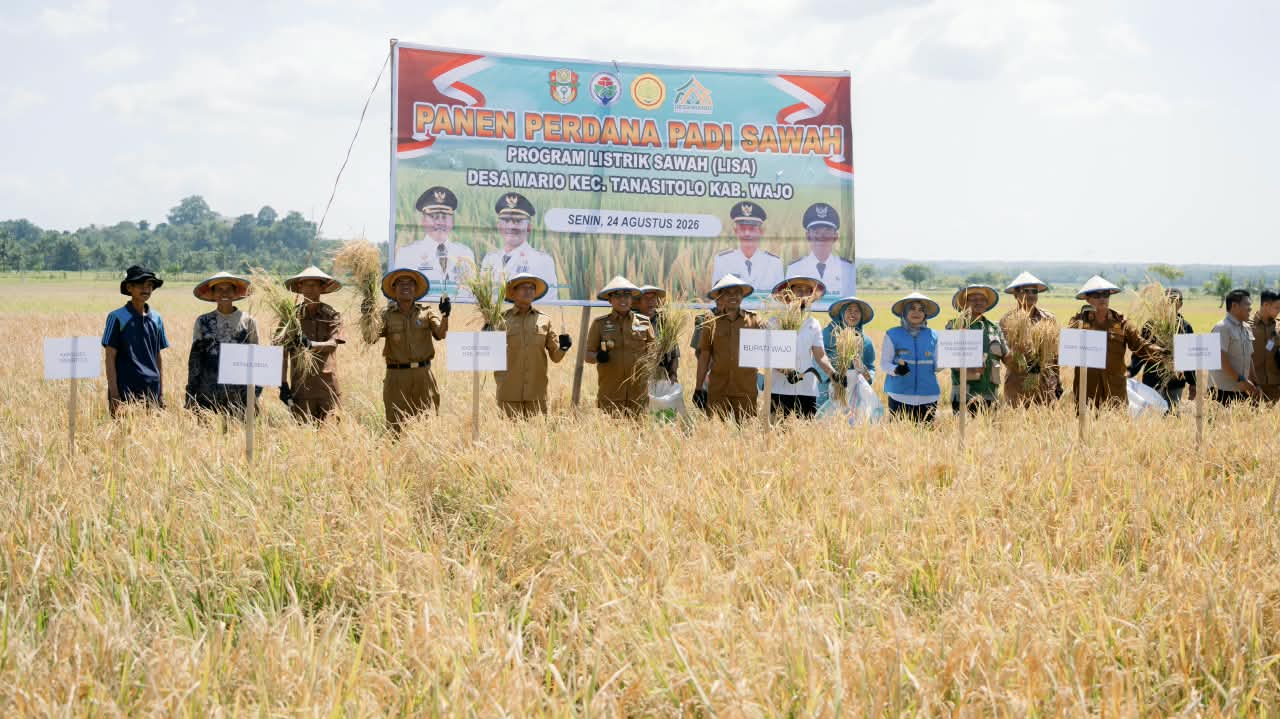 Bupati Wajo Hadiri Panen Perdana Padi Sawah Program Listrik Sawah di Desa Mario